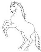 konik